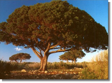 Savina. Juniperus Phoenicea